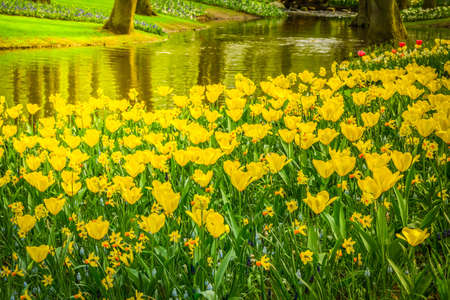 fresh spring garden with green trees, fresh grass reflecting in pond, retro tonedの写真素材