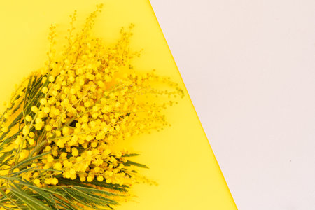 Mimosa a yellow fresh flowers spring gtay and yellow background, 8 march day background, mimose is traditional flowers for international womans day 8 of marchの写真素材