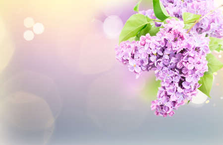 Fresh lilac twig with green leaves and flowers over defocused garden backgroundの写真素材