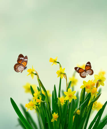 Yellow daffodil flowers over spring background with butterflies, copy spaceの写真素材