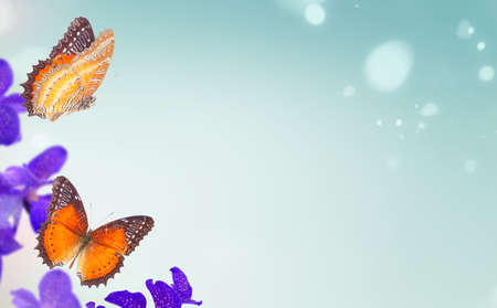 Bunch of fresh blue orchid flowers with butterflies frame over bokeh background, copy spaceの写真素材