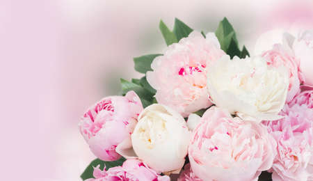 Fresh peony flowers buds with leaves over pink bokeh backgroundの写真素材