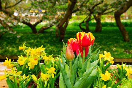 holland tulips and daffodil flowers with formal garden in backgroundの写真素材