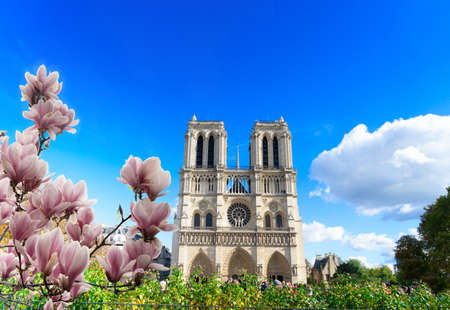facade of Notre Dame cathedral church with spring flowers, Paris, France at summer dayの写真素材