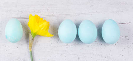 Row of blue eggs with yellow daffodil on aged wooden table desktop