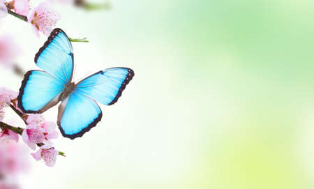 Cherry tree branch with blooming pink flowers in green garden with butterflies, spring background...