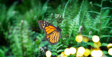border of green ferm sprouts under sun in garden with butterfly, web banner