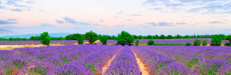 landscape with rows of lavender flowers field under summer blue sky, France, web bwnner format