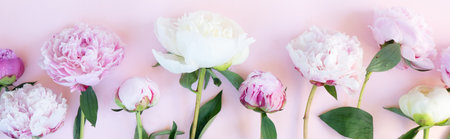 Beautiful fresh pink and white peony flowers on pink table with copy space for your text, top view and flat lay backgroundの写真素材