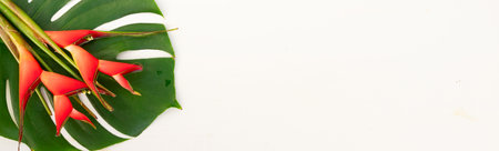 Tropical green fresh monstera leaves and exotic flowers isolated on white background