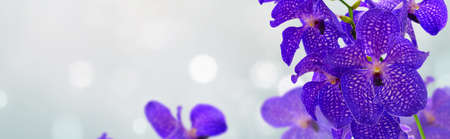Bunch of fresh blue orchid flowers frame over gray bokeh backgroundの写真素材