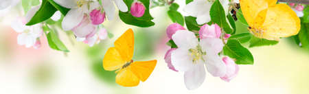 apple blooming flowers twig border over garden background with butterflie