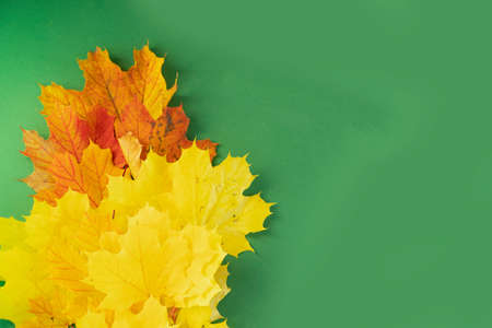 fall leaves over green background with copy space