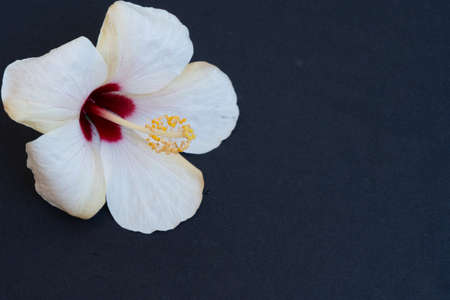 Fresh pink hibiscus flower on black background with copy spaceの写真素材