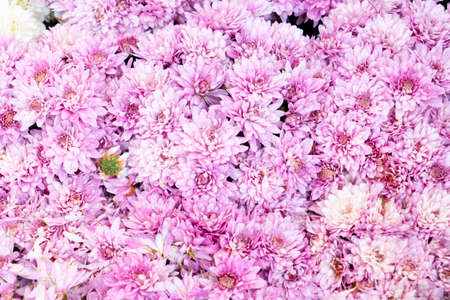 natural autumn flowers background in light pink and purple shades with fall mumsの写真素材