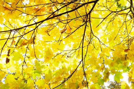 Vibrant yellow golden fall maple tree foliage backgroundの写真素材