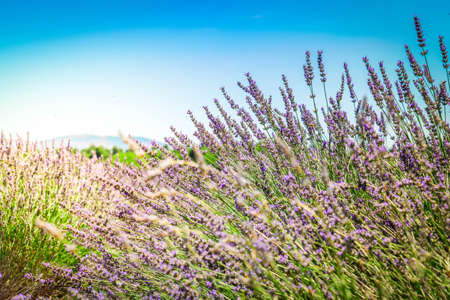 Lavender flowers field rows with summer blue sky, Provence Franceの写真素材