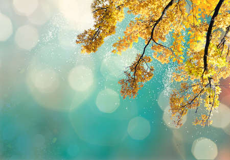 Vibrant yellow golden fall tree foliage background