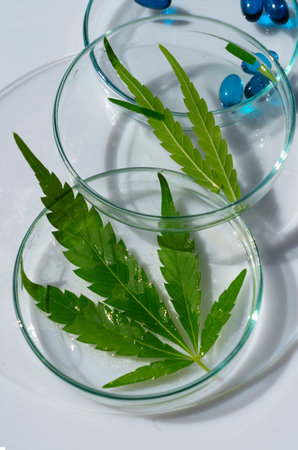 cannabis treatment concept - beauty oil and cannabis leaf in petry duch in laboratory close up,...