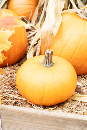 selections of pumpkins at farm, halloween or thankgiving day festivities