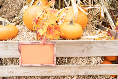 pumpkin patch at farm, copy space on orange plate