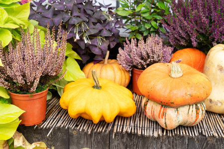 pumpkins with autumn flowers, pumpkin patch at farmの写真素材