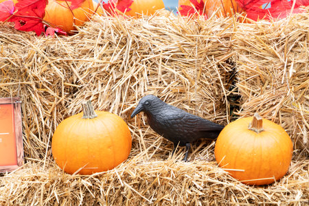 pumpkin patch at farm, harvest of orange pumpkins in straw with scarecrowの写真素材