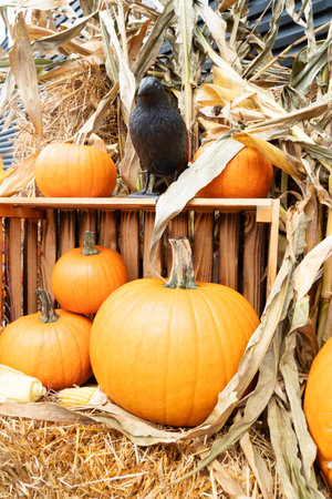 pumpkin patch at farm, harvest of orange pumpkins in straw with scarecrow, halloween sceneの写真素材