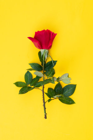 dark red fresh roses on bright yellow backgroundの写真素材