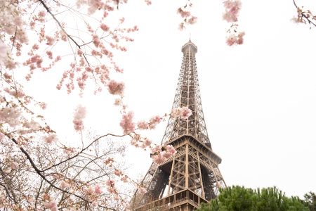 Eiffel Tower with bloooming sacura spring flowers, Paris, Franceの写真素材