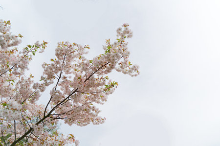 Cherry tree blossoming tree over pale sky background, pink cloud of flowers