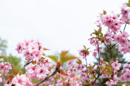 Cherry tree blossoming tree close up, pink cloud of flowers, copy space on skyの写真素材