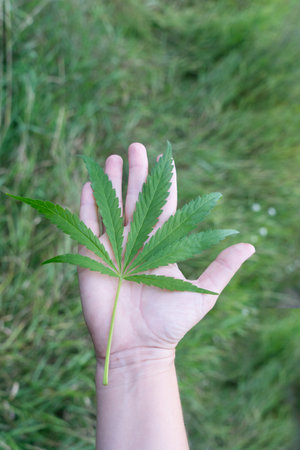 cannabis treatment concept - hand holding cannabis leafs, medicinal use of cannabis oils conceptの写真素材