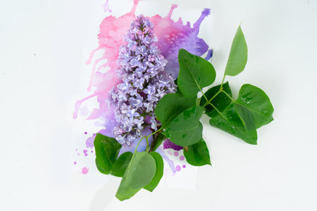 Lilac flowers on splash of watercolor background with copy spaceの写真素材