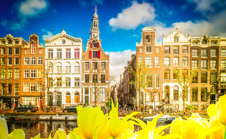Facades of old Houses with growing tulips flowers, Amsterdam, Netherlands, tonedの写真素材