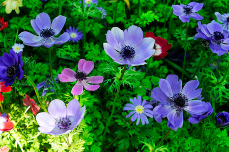 Anemone growing flowers in green grass spring floral backgroundの写真素材