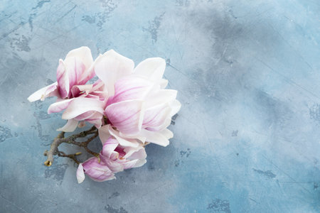 Spring magnolia flowers over gray background with copy spaceの写真素材
