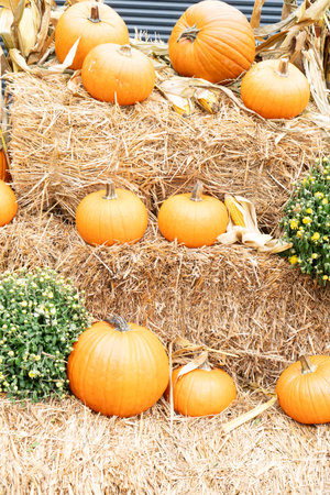 pumpkin patch at farm, harvest of orange pumpkins in straw with scarecrow, halloween sceneの写真素材