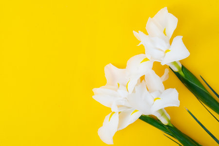 Irises flowers on bright yellow spring background, 8 march day festive background with copy space