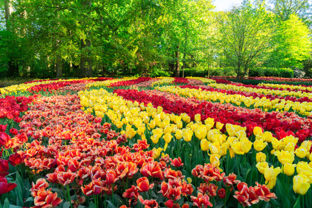 fresh spring lawn with rows of blooming flowersの写真素材