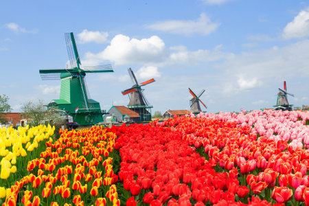 view of dutch windmills in Zaanse Schans with tulips field, Hollandの写真素材