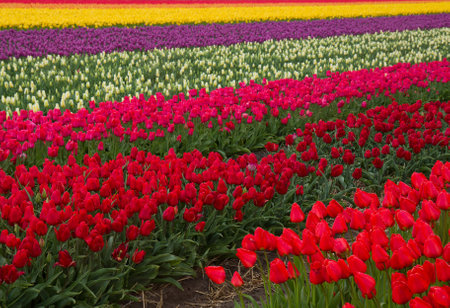 Stripes of multicolored dutch tulips close upの写真素材