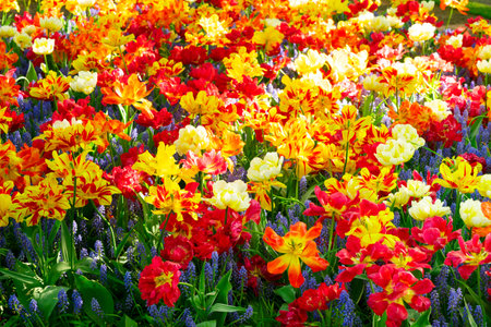 Blooming variety of spring tulips and bluebells natural backgroundの写真素材