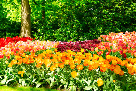 Luxury tulip flowers lane at spring gardenの写真素材