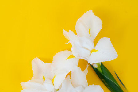 Irises flowers on bright yellow spring background, 8 march day festive background with copy spaceの写真素材