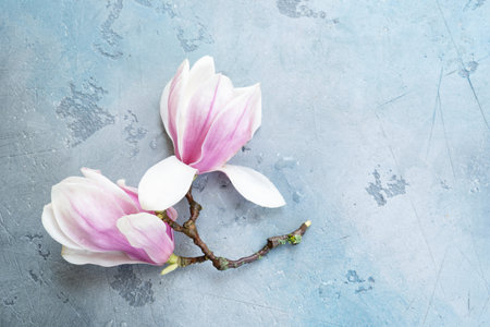 Spring magnolia flowers over gray background with copy spaceの写真素材