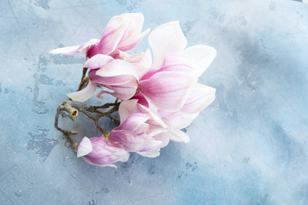 Spring magnolia flowers over gray background with copy spaceの写真素材
