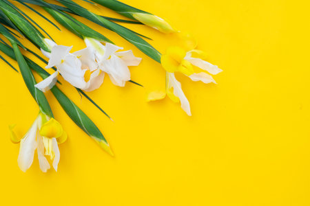 Irises flowers on bright yellow spring background, 8 march day festive backgroundの写真素材