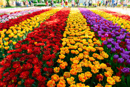 Luxury blooming tulips stripes flowerbed in formal garden backgroundの写真素材