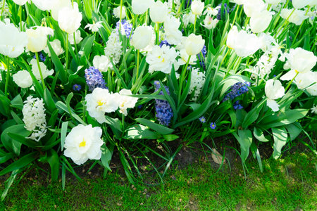 Blooming white tulips flowers with green leavesの写真素材